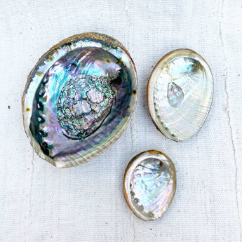 Pour Vida Mama Earth Abalone Shell • 3 Sizes